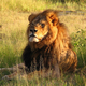 Illustration for article titled Delta Halts Shipping Wildlife Trophies In Response To Lion Slaying